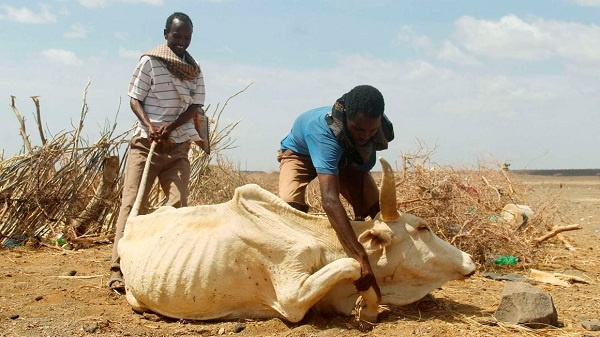 Herders assist a cow weakened by famine to stand in drought-hit Marsabit County in Kenya