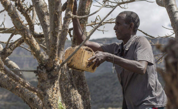 Mohamed Ahmed Ali wounds a frankincense tree