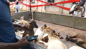 Resident have been given up to two weeks to remove their goats from Berekum
