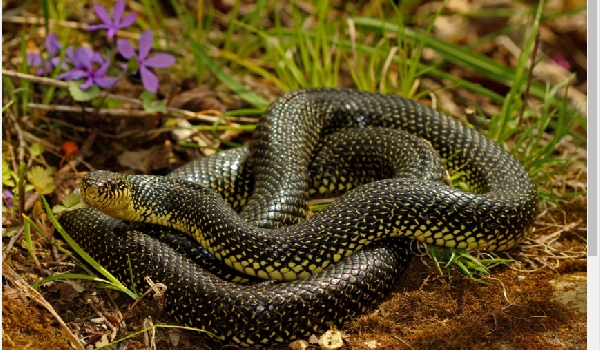 Some kidnap victims have required treatment for snake bites following their release