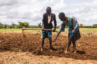 Family members plant groundnuts - or peanuts - in Kachinga, Karamoja region