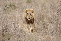 A lion walks through the Nairobi National Park, Kenya