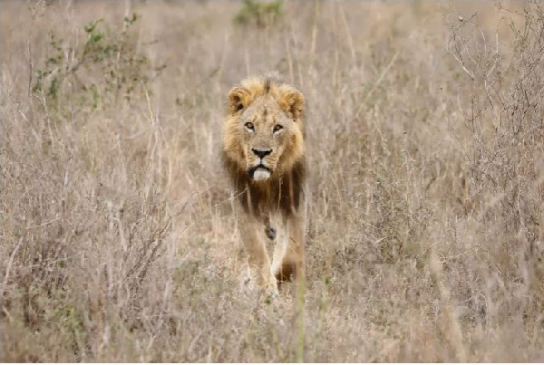 Lion growls attract less fear from wild mammals than human voices