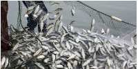 The importation of large metric tons of fish is affecting local fisherfolk and their business