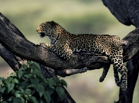 Leopards make a historic return to the West Coast