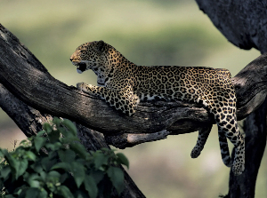 Leapords In South Africa.png
