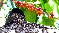 Ugandan farmers grow coffee for commercial purposes rather than domestic consumption.