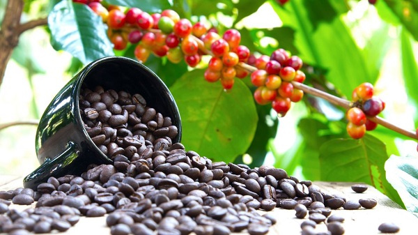 Uganda overtook Vietnam to become the second-largest supplier of coffee to Italy