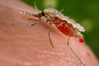 Malaria is one of the most serious public health challenges in sub-Saharan Africa