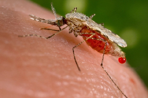 Malaria is one of the most serious public health challenges in sub-Saharan Africa