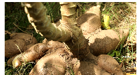 ‘Hewale duade' one of the new Yellow-fleshed Cassava varieties