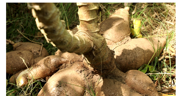 UCC releases four new yellow-fleshed cassava varieties