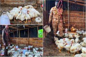 Shots of the Manhyia Local Prison's Poultry Farm
