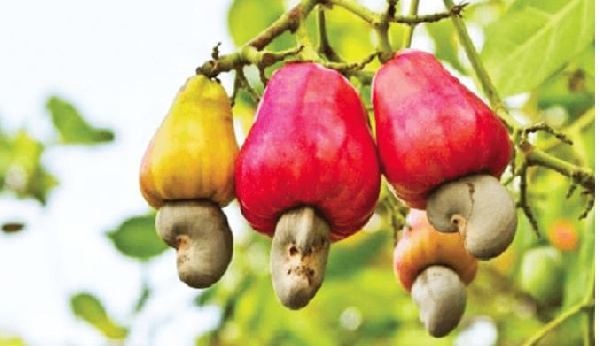 Poor planting materials and cultural farm practices account for low cashew yield