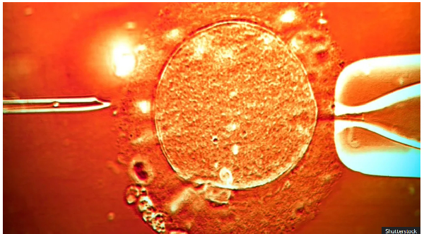 The donor's sperm was used in clinics across Europe (stock image)