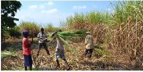 Workers collect sugarcanes in one of the plantations in Masindi District last week