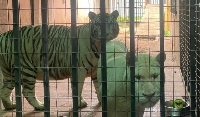The two tigers at the centre of a row between neighbours in Accra