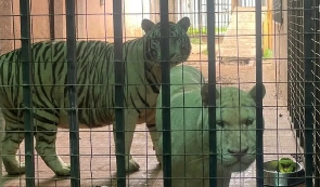 The two tigers at the centre of a row between neighbours in Accra