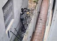 Burglar captured on camera dismantling wire fence