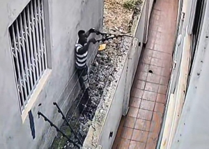 Burglar captured on camera dismantling wire fence
