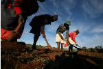 Zimbabwe to return 67 farms seized under Mugabe-era land reforms