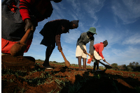 Farm workers weeding vegetables at Embakwe Mission, Zimbabwe, 29 June 2009