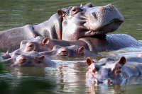 Hippos float in the lagoon at Hacienda Napoles Park