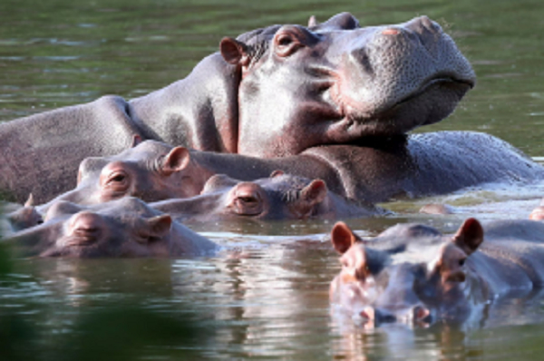Hippos float in the lagoon at Hacienda Napoles Park