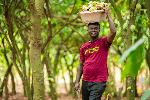Ghana planted 1.3 million trees in 2025 – Rainforest Alliance report