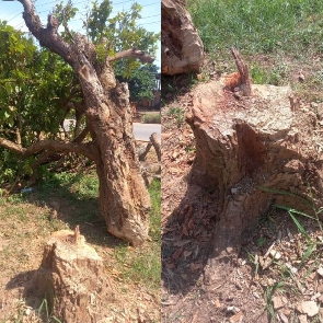 The 300-year-old cola tree cut down by an unknown person