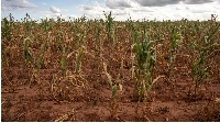 A field of failed corn crops at a farm in Glendale, Zimbabwe on March 11, 2024.