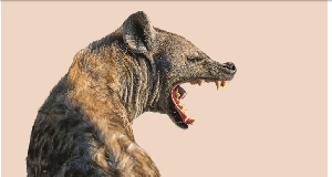 There have been repeated cases of hyena attacks in Kenya