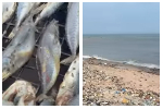 Netizens react to video of fish kept near refuse dump in Tema Newtown
