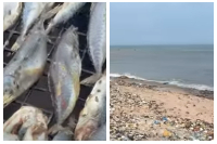 A screenshot of the footage