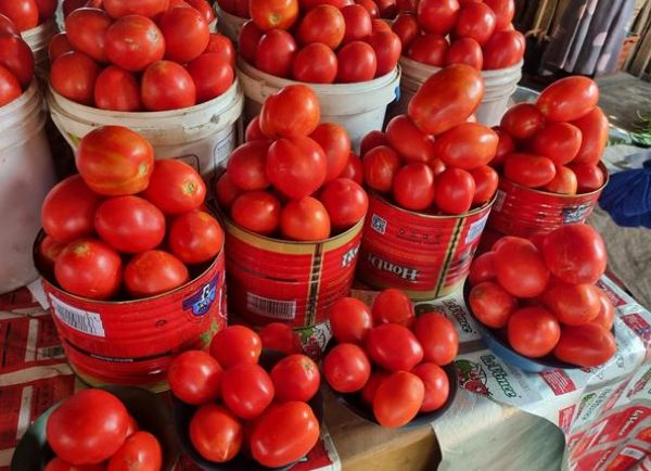 Tomato prices rise between the months of April and June, when it peaks