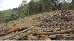 Rwandan parliament passes bill restricting cutting of trees