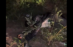 The injured Yango rider lying in the bush