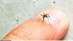Dengue outbreak now hits Kenya, 5 deaths reported Dengue outbreak now hits Kenya, 5 deaths reported
