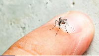File photo of an aedes mosquito