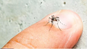 File photo of an aedes mosquito
