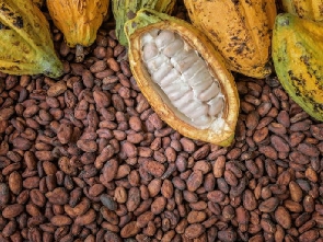 Cocoa beans ( file photo