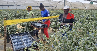 Zimbabwe farmers aims to become major blueberry suppliers