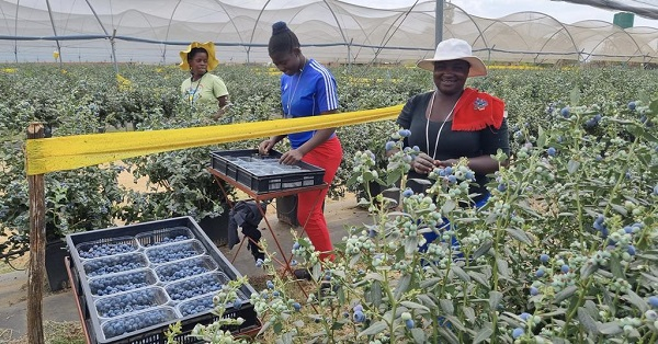 Zimbabwe farmers aims to become major blueberry suppliers