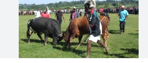 The prized bull, named Inasio, turned aggressive and gored to death Kizito Moi