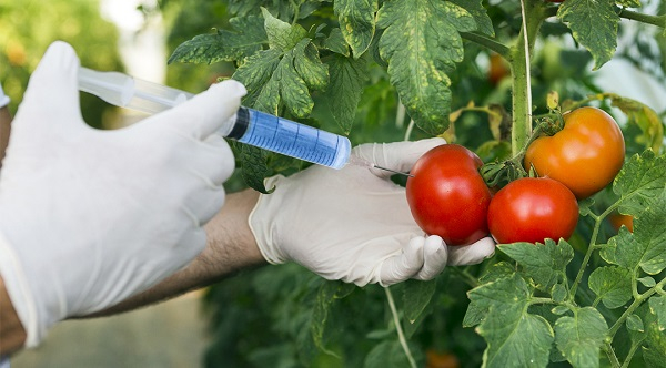 Careful evaluation will be conducted on GMO products