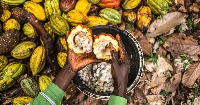 A farmer displaying some cocoa fruits