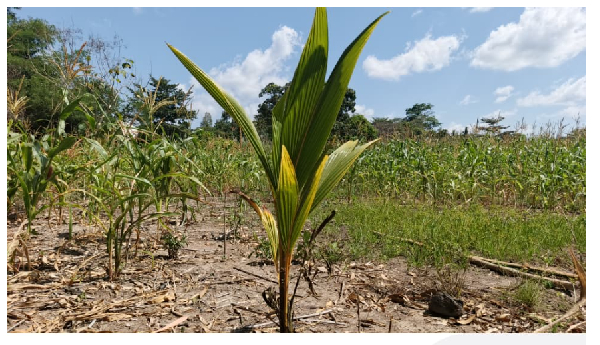 Ghana Exim Bank, PIAA leads joint inspection tour of coconut farms across 11 regions