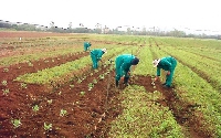 Planting for food and jobs