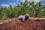 Here's when cocoa farmers will receive free fertilizer