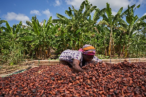 File photo of a cocoa farmer